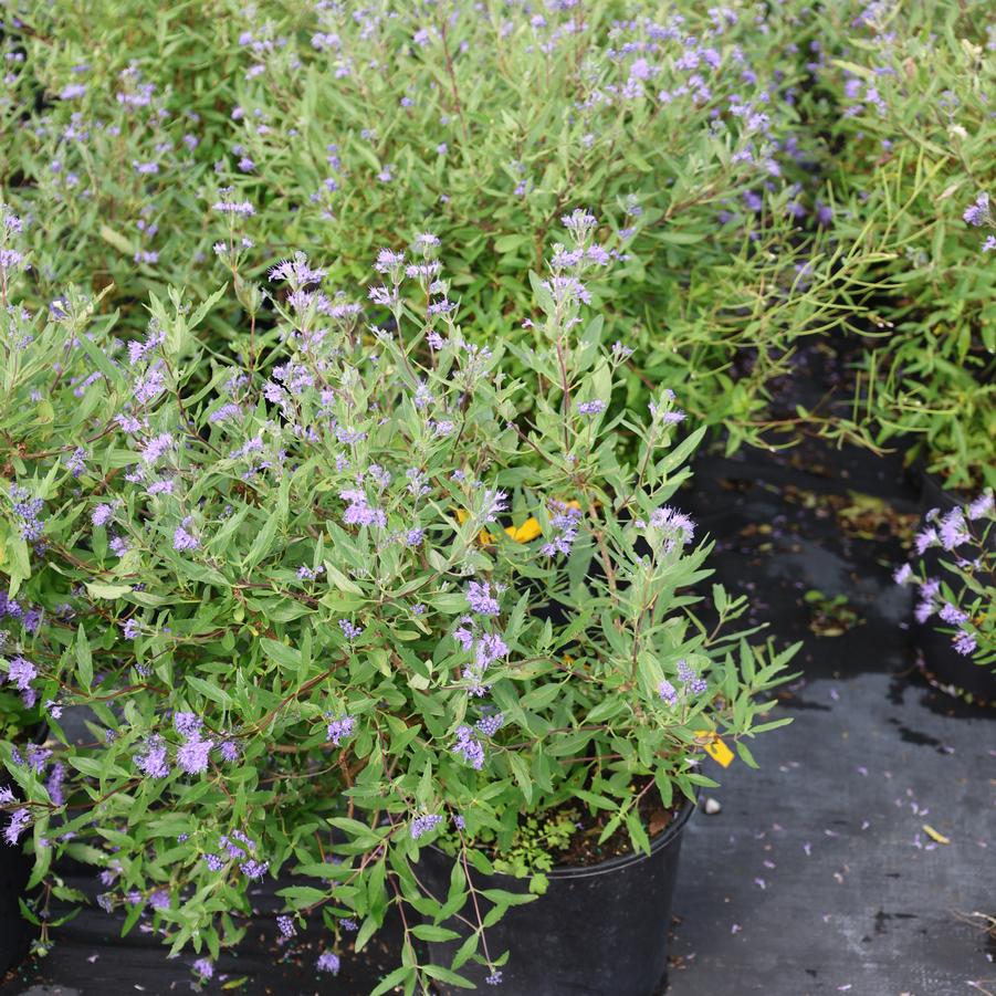 Caryopteris x clandonensis Blue Mist