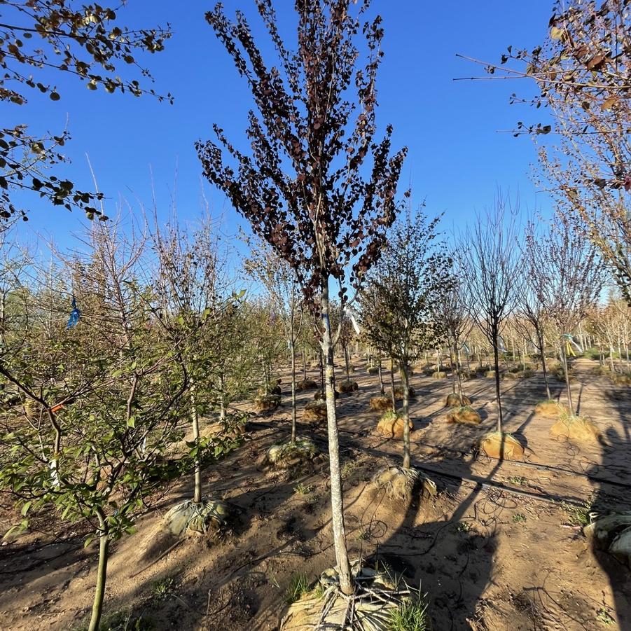Cercidiphyllum japonicum Rotfuchs (Red Fox )