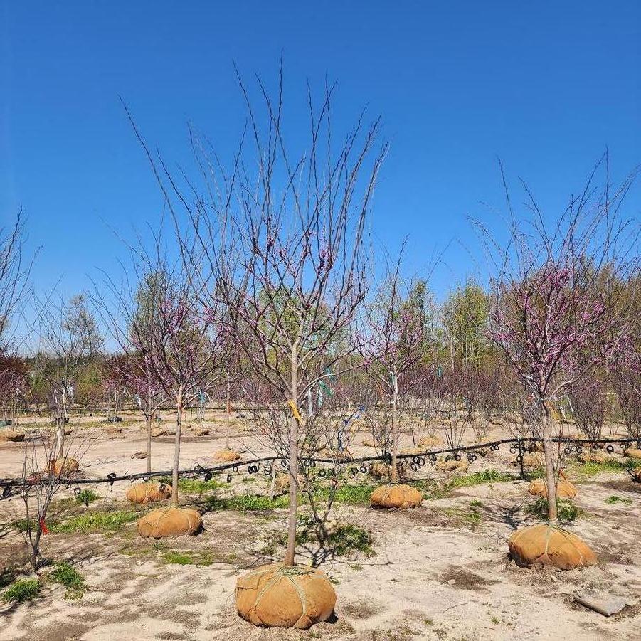Cercis canadensis Forest Pansy