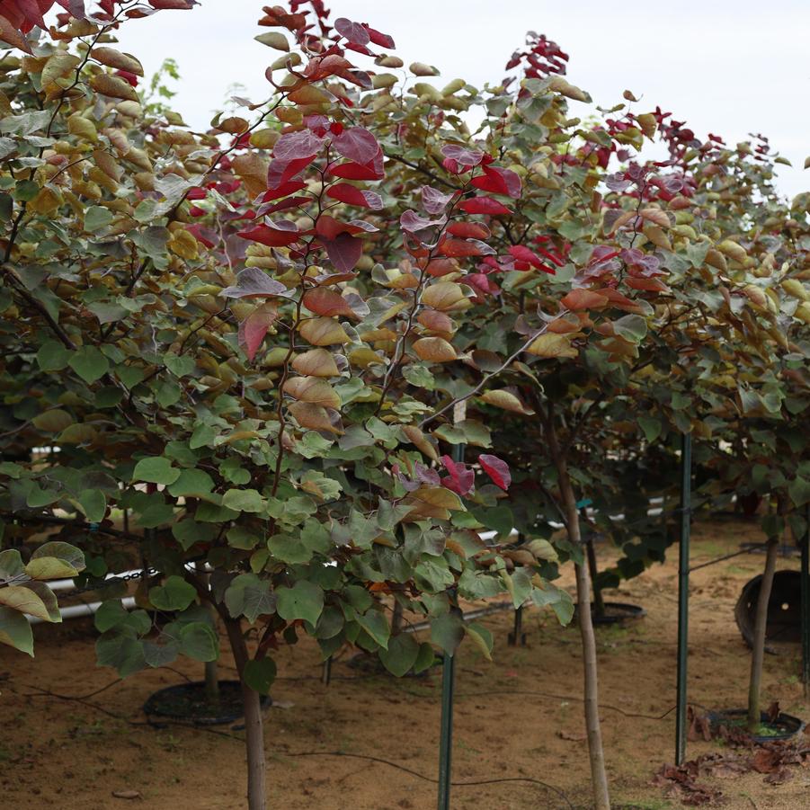 Cercis canadensis Forest Pansy