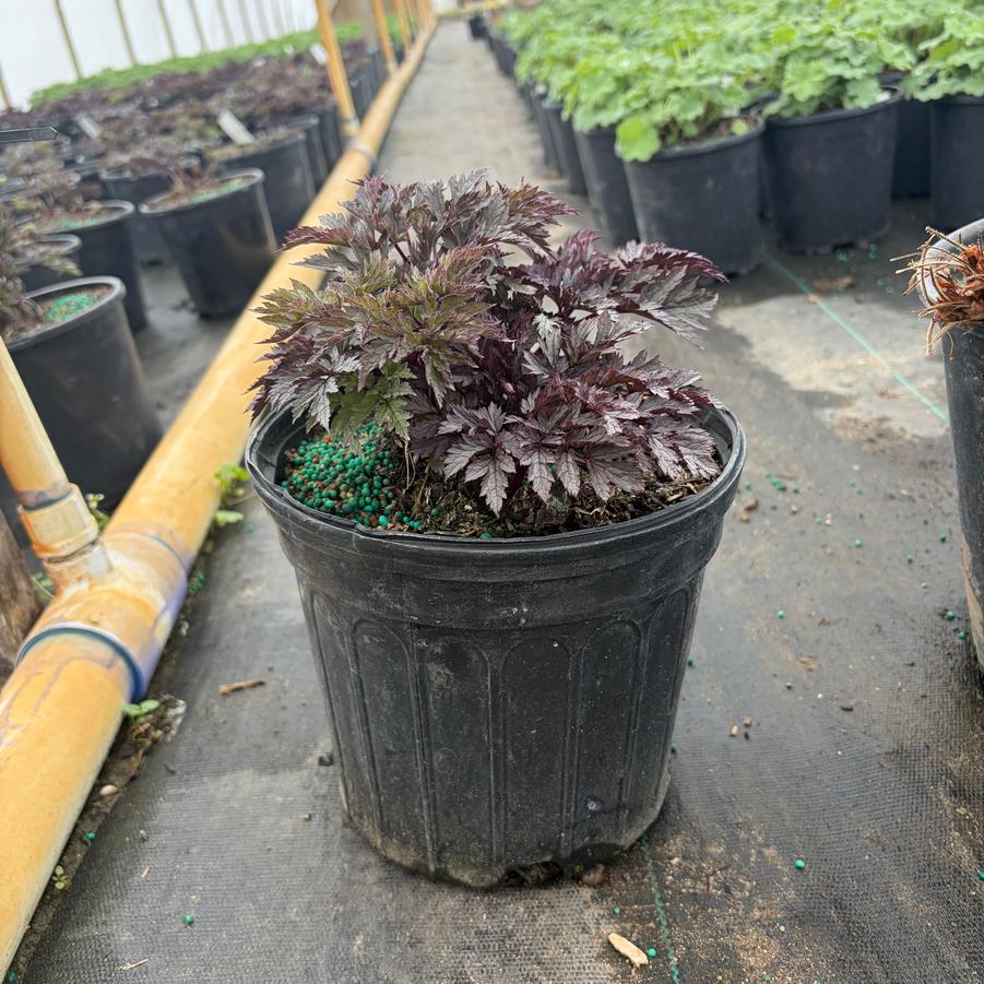 Cimicifuga ramosa Pink Spike