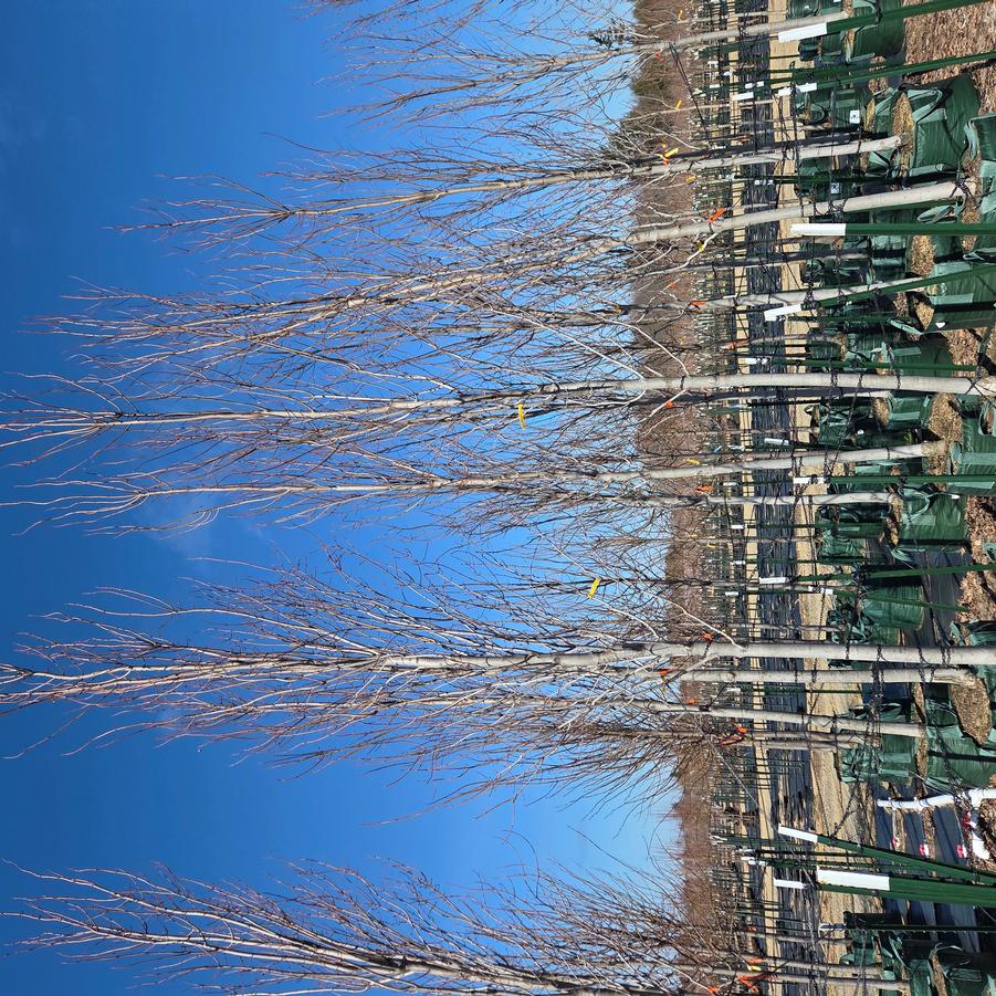 Acer rubrum Armstrong Gold&trade;