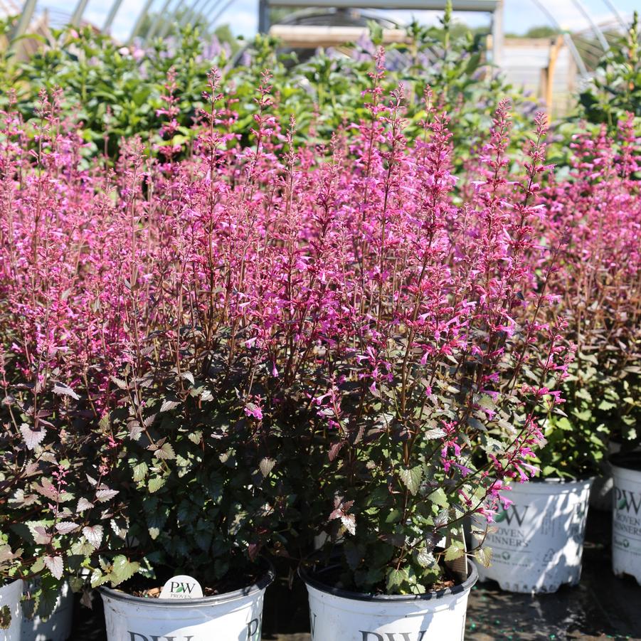Agastache Meant to Bee&trade; Royal Raspberry