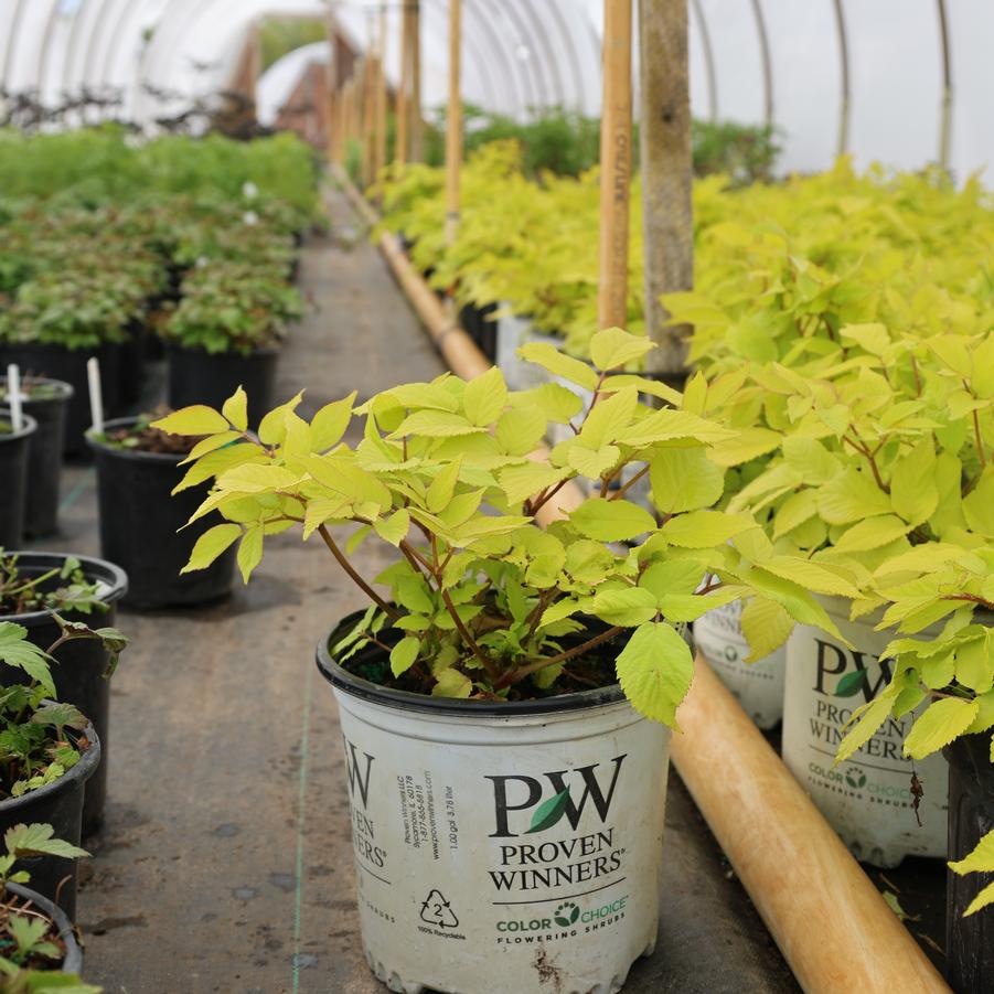 Aralia cordata Sun King