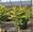 View Current Crop Photo
