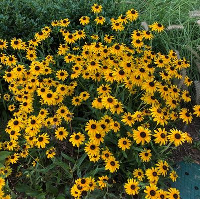 Rudbeckia fulgida var. speciosa Viette's Little Suzy