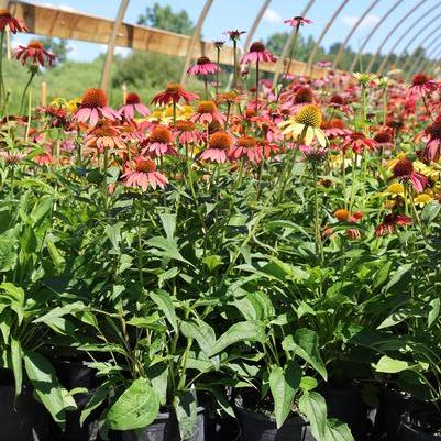 Echinacea Cheyenne Spirit