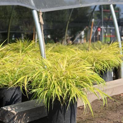 Hakonechloa macra All Gold