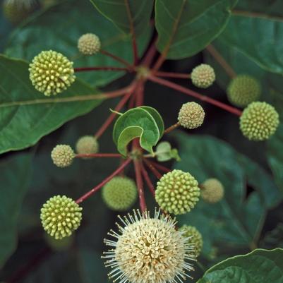 Cephalanthus occidentalis