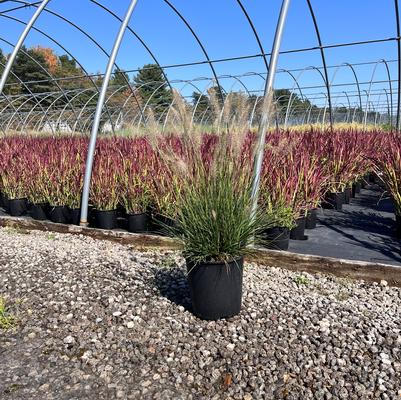 Pennisetum alopecuroides Hameln