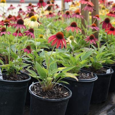 Echinacea Cheyenne Spirit