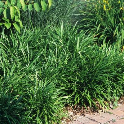 Liriope spicata