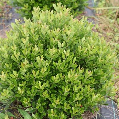 Ilex glabra Strongbox®